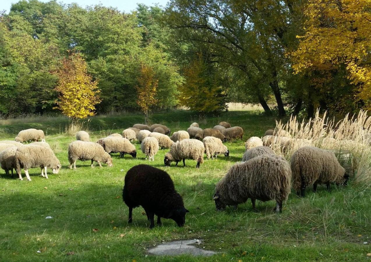 Gut Am See Герліц Екстер'єр фото